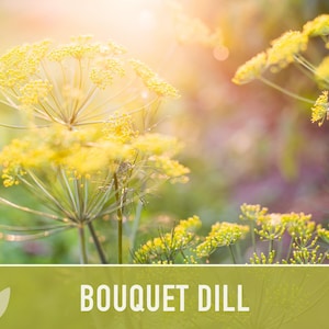 Bouquet Dill Herb Heirloom Seeds image 7