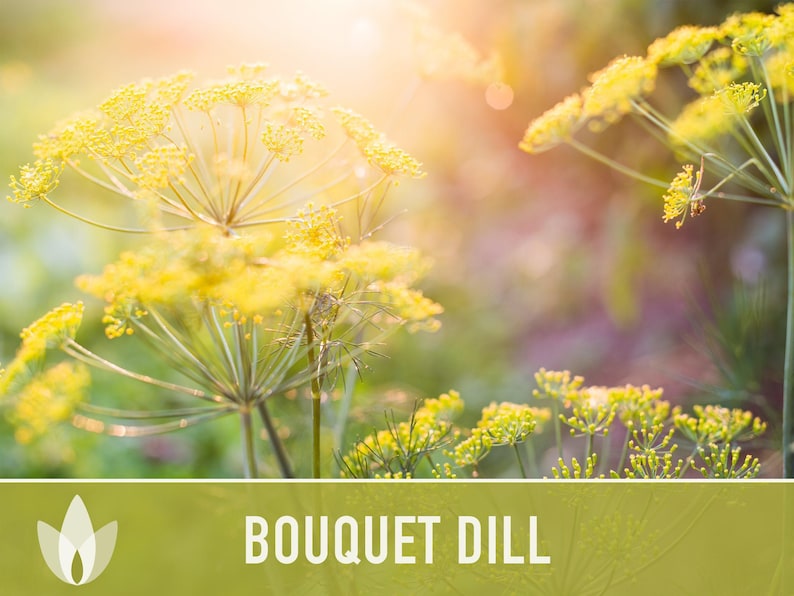 Bouquet Dill Herb Heirloom Seeds image 7