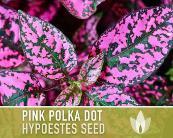 Hypoestes, Pink Polka Dot Flower Seeds - Heirloom Seeds, Flamingo Plant, Polka Dot Plant, Pollinator Friendly, Open Pollinated, Non-GMO