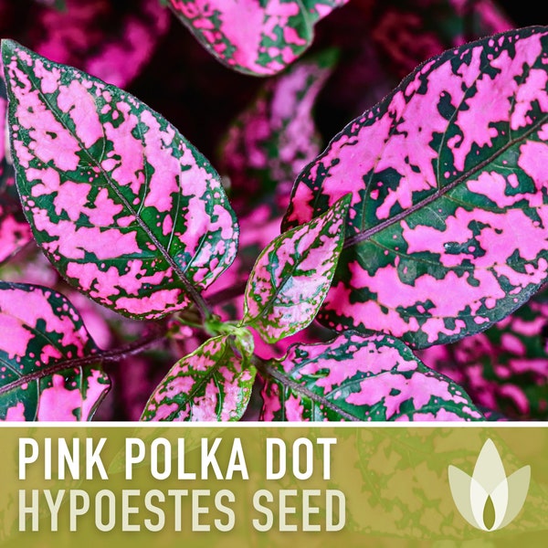 Hypoestes, Pink Polka Dot Flower Seeds - Heirloom Seeds, Flamingo Plant, Polka Dot Plant, Pollinator Friendly, Open Pollinated, Non-GMO