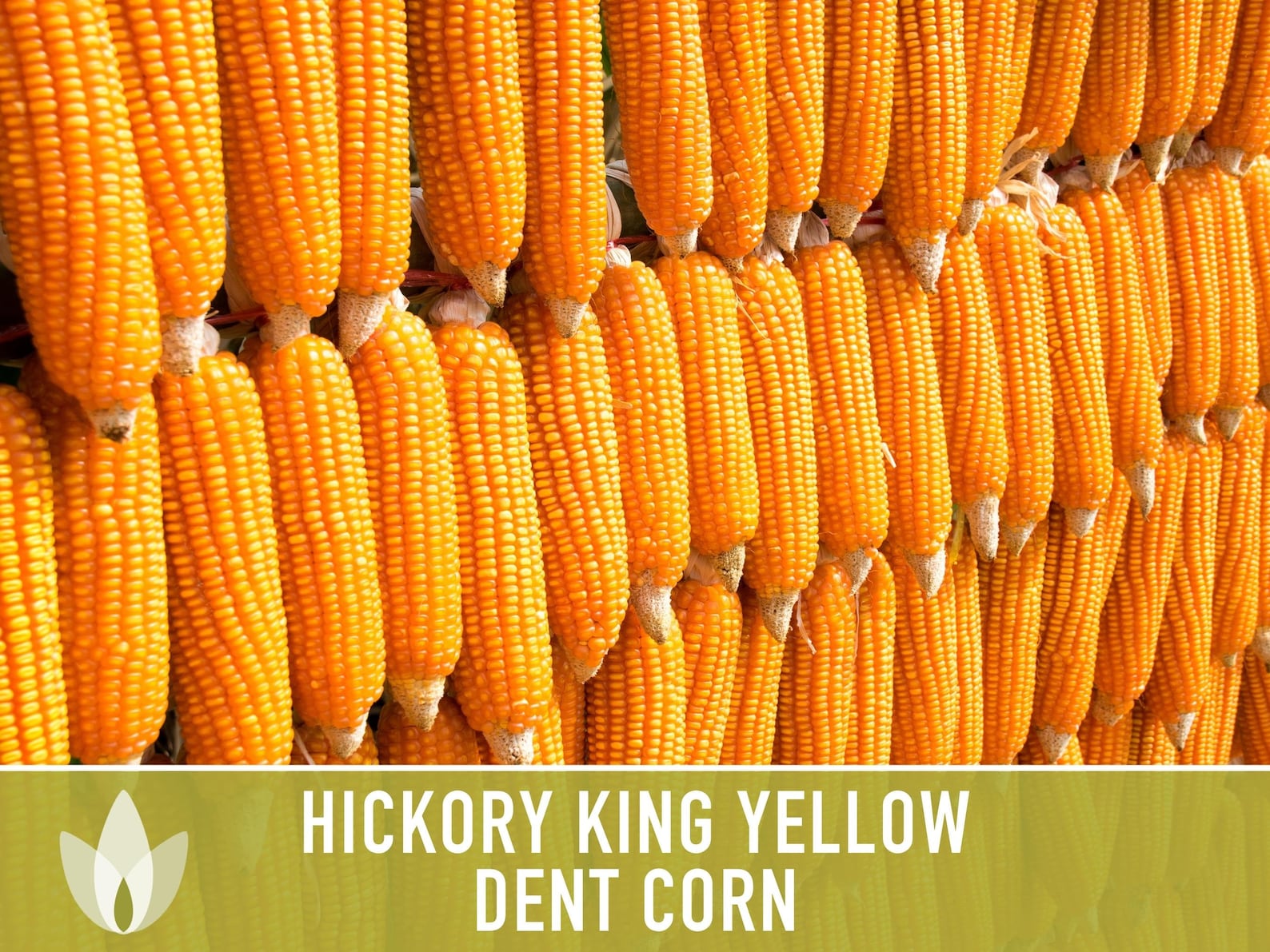 Hickory King Yellow Corn Heirloom Seeds Dent Corn Sweet Etsy