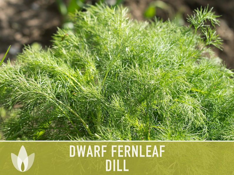 Dwarf Fernleaf Dill Seeds | 40+ Seeds, Heirloom, Culinary & Medicinal Herb, Butterfly Host | Anethum graveolens image 5