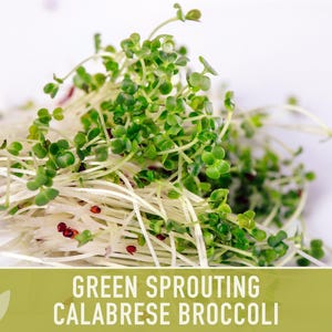 Green Sprouting Calabrese Broccoli Seeds - Heirloom, Organic, Non-GMO, Open Pollinated, Seed Packets image 11