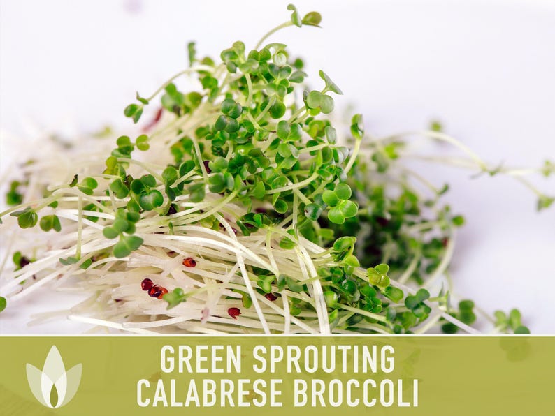 Green Sprouting Calabrese Broccoli Seeds - Heirloom, Organic, Non-GMO, Open Pollinated, Seed Packets image 11
