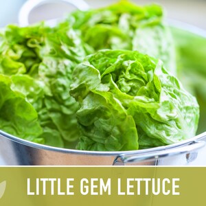 Little Gem Lettuce Heirloom Seeds Sucrine, Sugar Cos, Butterhead, Fresh Salad Garden, Open Pollinated, Non-GMO Bild 8