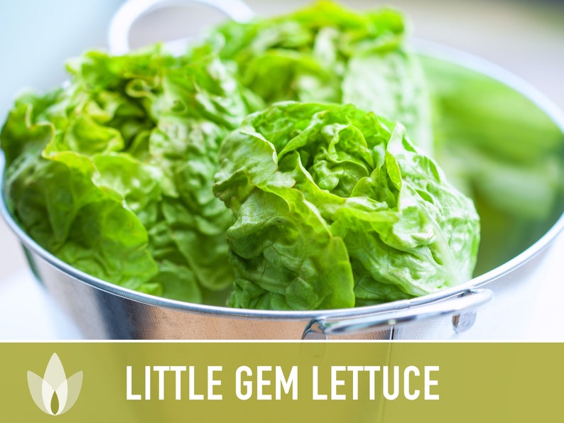 Little Gem Lettuce Heirloom Seeds Sucrine, Sugar Cos, Butterhead, Fresh Salad Garden, Open Pollinated, Non-GMO Bild 8