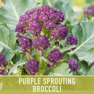 Purple Sprouting Broccoli Seeds Heirloom, Organic, Non-GMO image 9