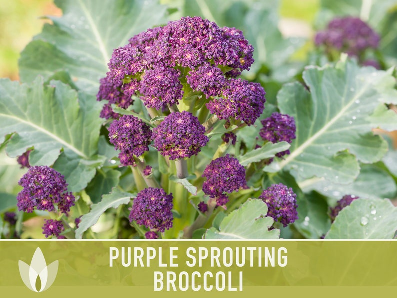 Purple Sprouting Broccoli Seeds Heirloom, Organic, Non-GMO image 9