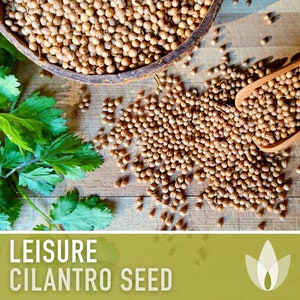 Leisure Cilantro Seeds - Heirloom Seeds, Coriander Seeds, Slow-Bolting, Culinary Herb Seeds, Medicinal Herb, Open Pollinated, Non-GMO
