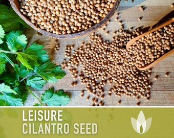 Leisure Cilantro Seeds - Heirloom Seeds, Coriander Seeds, Slow-Bolting, Culinary Herb Seeds, Medicinal Herb, Open Pollinated, Non-GMO