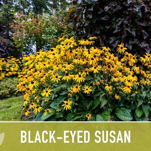 Heirloom Black-Eyed Susan Seeds, Native Rudbeckia Hirta Flower Bild 9