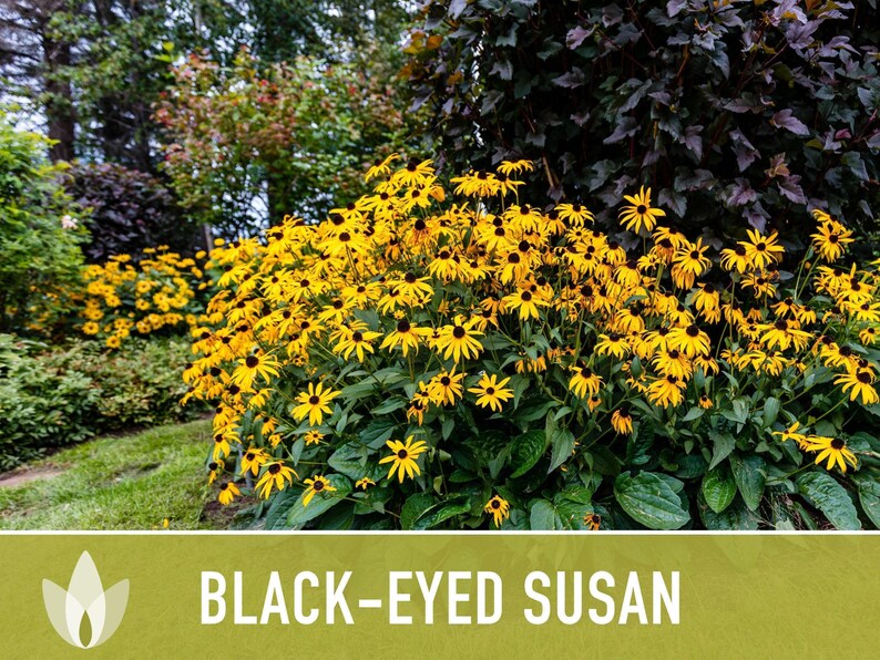 Heirloom Black-Eyed Susan Seeds, Native Rudbeckia Hirta Flower Bild 9