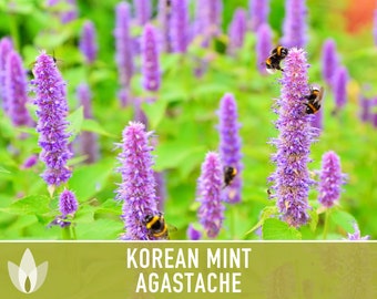 Korean Mint Agastache Flower Seeds - Heirloom Seeds, Blue Licorice, Indian Mint, Chinese Patchouli, Korean Hyssop, Open Pollinated, Non-GMO