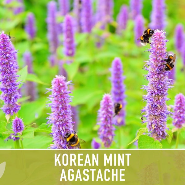 Korean Mint Agastache Flower Seeds - Heirloom Seeds, Blue Licorice, Indian Mint, Chinese Patchouli, Korean Hyssop, Open Pollinated, Non-GMO