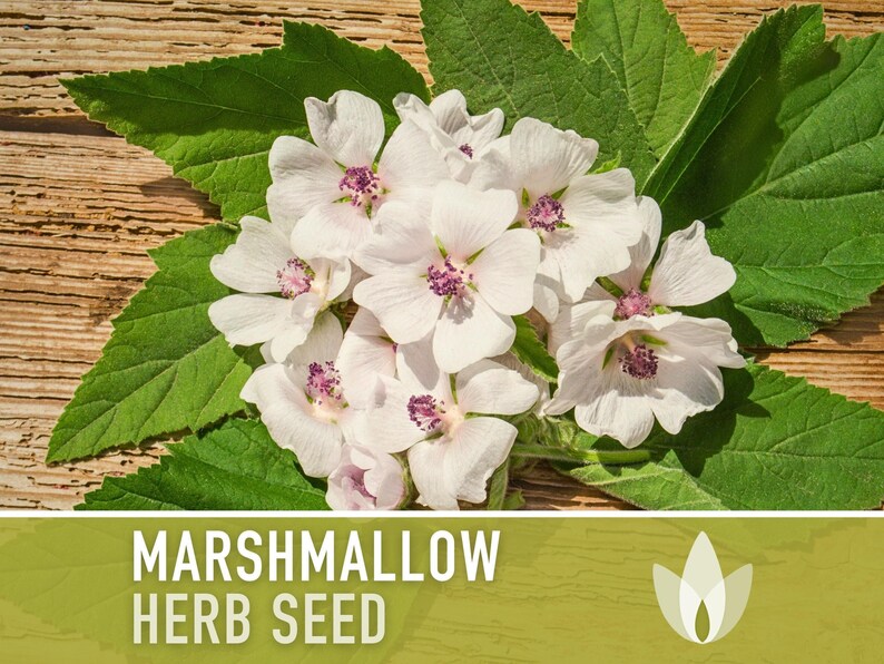 Marshmallow Herb Seeds | 50+ Seeds, Organic, Medicinal, Culinary, Heirloom Flower, Althaea Officinalis image 6