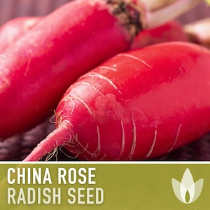 China Rose Radish Heirloom Seeds