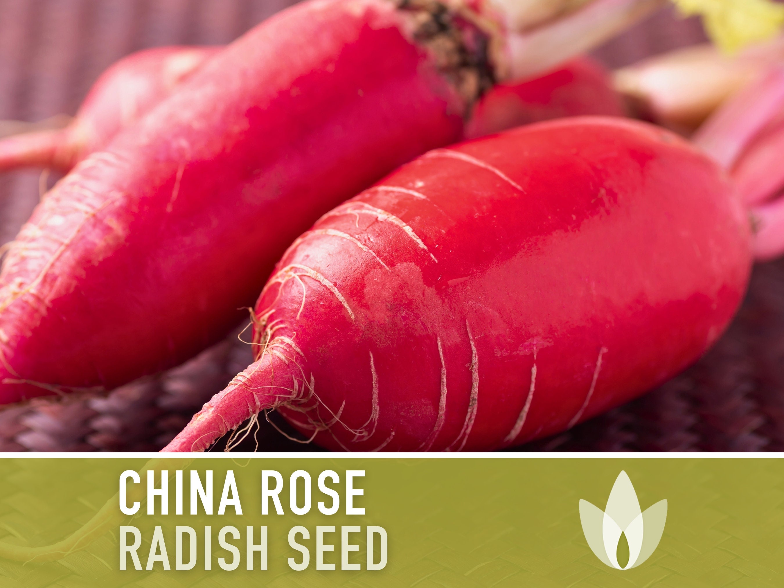 China Rose Radish Heirloom Seeds