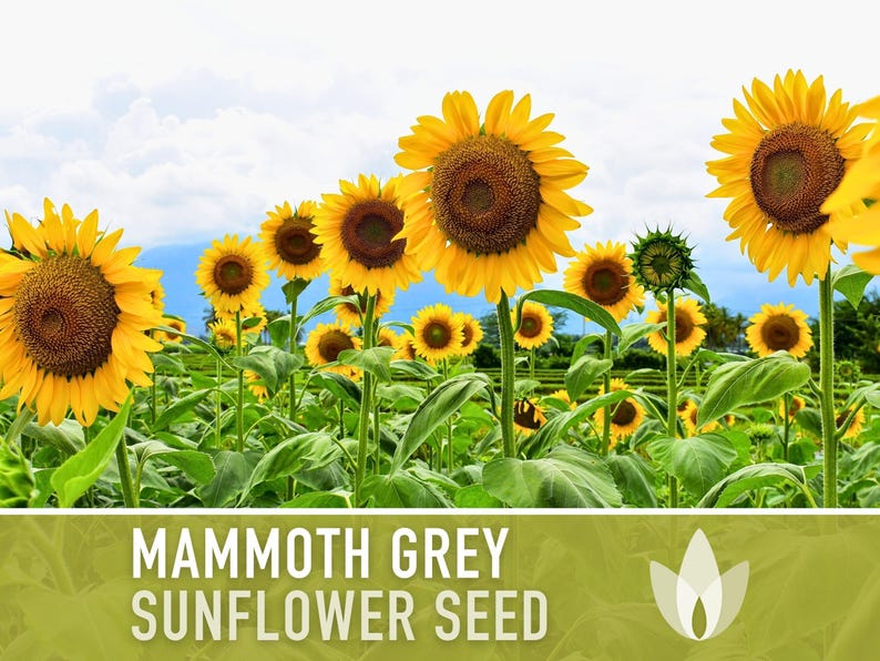 Heirloom Seed Collection for Backyard Chickens – 10 Open Pollinated Varieties image 5