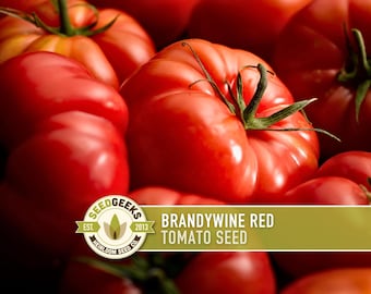 Brandywine Red Tomato Heirloom Seeds - Jumbo, Indeterminate, Red Flesh, Open Pollinated, Non-GMO
