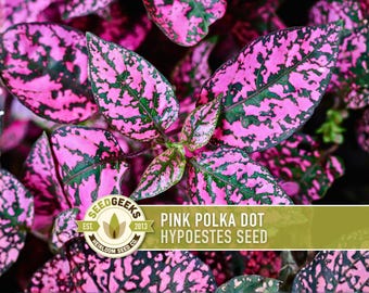 Pink Polka Dot Plant Seeds | 50+ Seeds, Heirloom, Houseplant, Shade Garden, Hypoestes Sanguinolenta