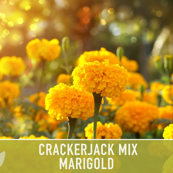 Marigold Crackerjack Mix Flower Seeds - Heirloom, Edible Flower, Flower Seeds, Open Pollinated, Non-GMO