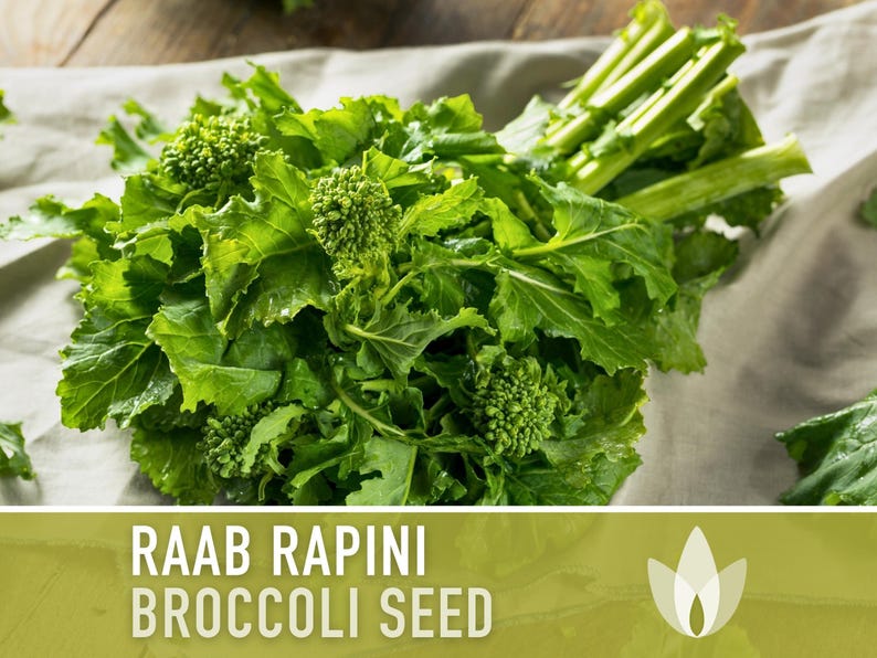 Broccoli Raab Rapini Heirloom Seeds image 4