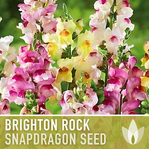 Snapdragon, Brighton Rock Seed Mix - 100 Heirloom Seeds, Cut Flowers, Cottage & Border Garden, Fairy Garden, Antirrhinum Majus, OP, Non-GMO