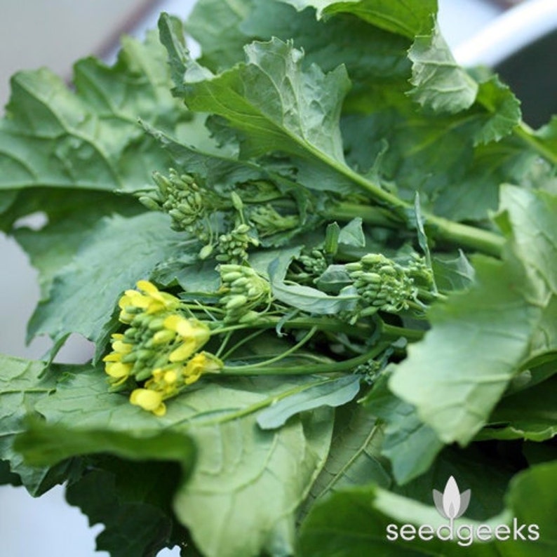 Broccoli Raab Rapini Heirloom Seeds Etsy