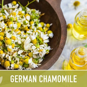 German Chamomile Seeds | 200+ Seeds, Heirloom, Medicinal, Organic | Matricaria chamomilla zdjęcie 7