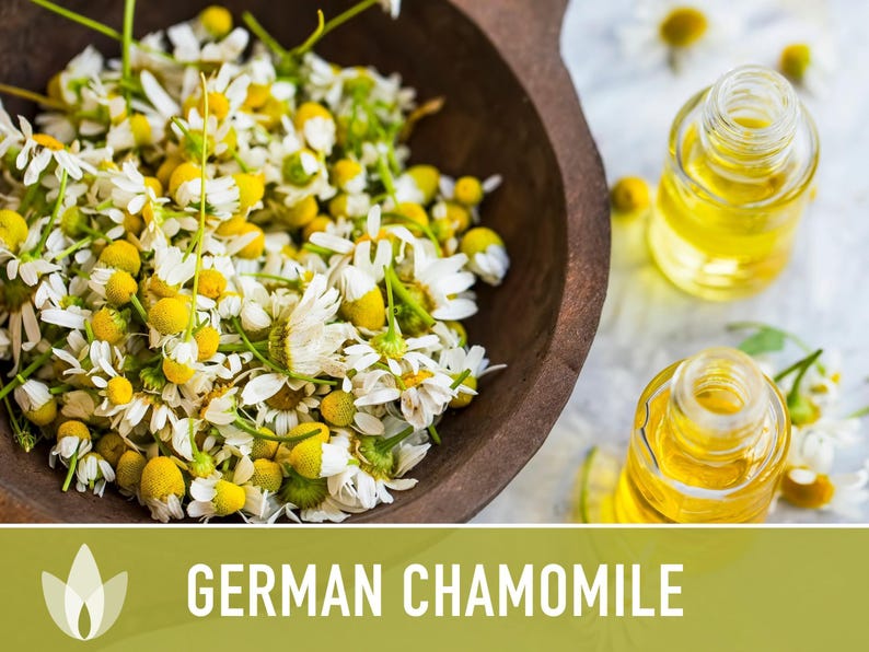 German Chamomile Seeds | 200+ Seeds, Heirloom, Medicinal, Organic | Matricaria chamomilla zdjęcie 7