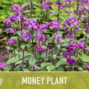 Money Plant Seeds – Heirloom Lunaria, Cut Flowers, Pollinator Garden zdjęcie 9
