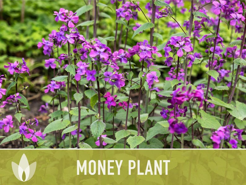 Money Plant Seeds – Heirloom Lunaria, Cut Flowers, Pollinator Garden zdjęcie 9