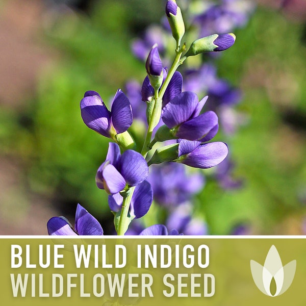 Blue Wild Indigo Flower Seeds, Heirloom, Native, Flower Seeds