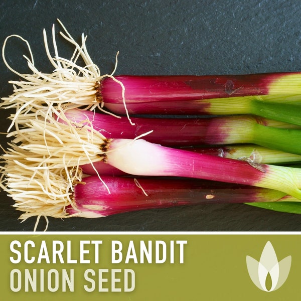 Scarlet Bandit Bunching Onion Seeds - Heirloom Seeds, White & Red Streaked Bulbs, Cool Season Onion, Red Scallion, Allium Cepa, Non-GMO