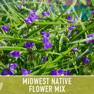 Midwest Native Wildflower Seeds, Heirloom Mix image 11