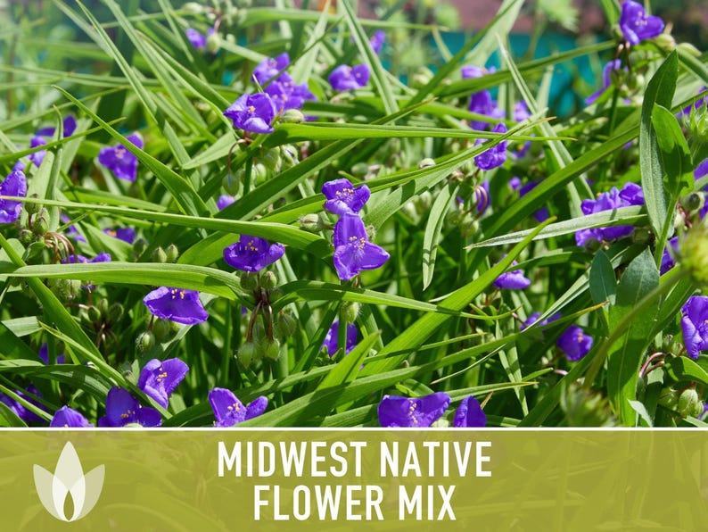 Midwest Native Wildflower Seeds, Heirloom Mix image 11