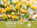Toothache Plant (Spilanthes Oleracea) Medicinal Herb Seeds - Electric Daisy, Eyeball Plant, Peek-A-Boo, Electric Buttons, Heirloom, Non-GMO