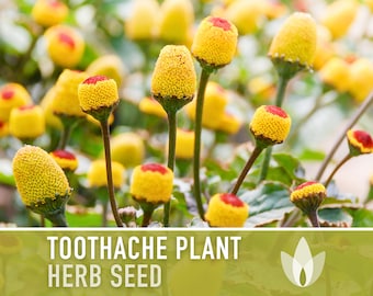 Toothache Plant (Spilanthes Oleracea) Medicinal Herb Seeds - Electric Daisy, Eyeball Plant, Peek-A-Boo, Electric Buttons, Heirloom, Non-GMO