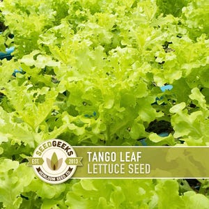 a close-up view of a lush, green plant with large, fresh leaves, likely a type of lettuce. The plant appears to be thriving and healthy, with a vibrant green color. The image is a collage of multiple images, and the focus is on the detailed view of the lettuce plant.