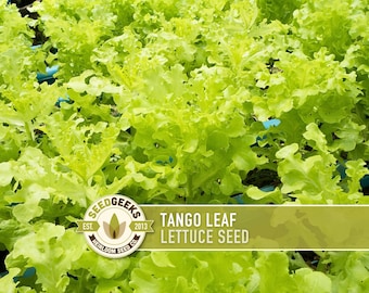 Könnte beinhalten: Nahaufnahme von Tango-Blattsalatpflanzen mit leuchtend grünen, krausen Blättern. Das Bild enthält ein Logo mit der Aufschrift "SEEDGEEKS EST. 2013 HEIRLOOM SEED CO." und ein Banner mit der Aufschrift "TANGO LEAF LETTUCE SEED."