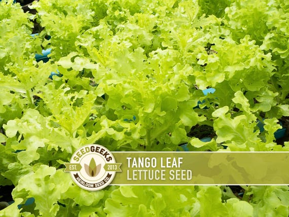 Tango Oakleaf Lettuce Seeds – Heirloom, Cold Tolerant