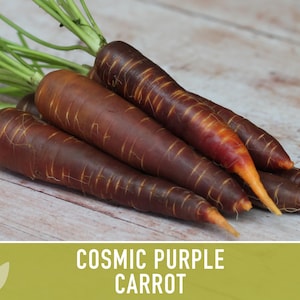 Cosmic Purple Carrot Heirloom Seeds Danvers Carrot, Purple Carrot Seeds, Juicing Carrot, Beta-Carotene, Anthocyanins, Easy to Grow Non-GMO image 6