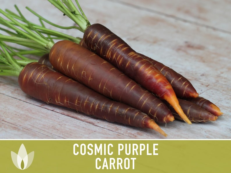 Cosmic Purple Carrot Heirloom Seeds Danvers Carrot, Purple Carrot Seeds, Juicing Carrot, Beta-Carotene, Anthocyanins, Easy to Grow Non-GMO image 6