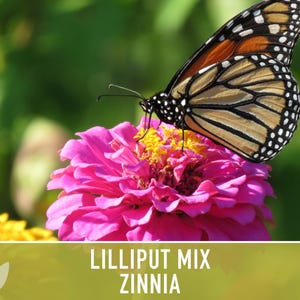 Lilliput Dwarf Zinnia Seed | 100+ Seeds, Butterfly & Bee Friendly, Heirloom, Non-GMO, Zinnia elegans zdjęcie 8