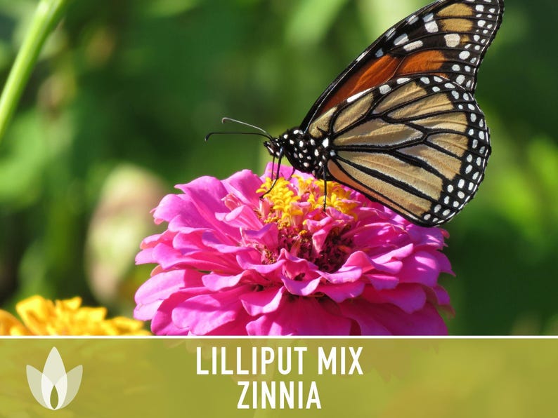 Lilliput Dwarf Zinnia Seed | 100+ Seeds, Butterfly & Bee Friendly, Heirloom, Non-GMO, Zinnia elegans zdjęcie 8