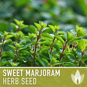 Sweet Marjoram Herb Seeds – Heirloom Culinary Herb, Non-GMO image 8
