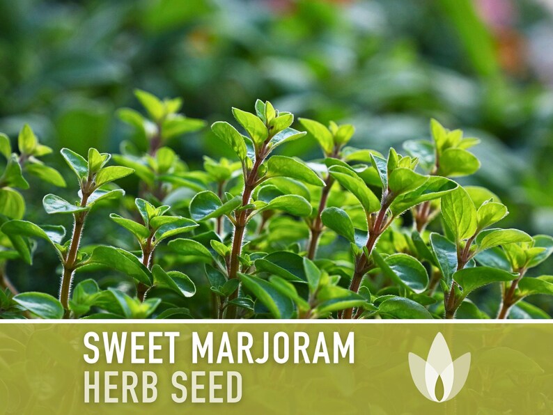 Sweet Marjoram Herb Seeds – Heirloom Culinary Herb, Non-GMO image 8