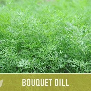 Semillas de eneldo Bouquet Heirloom - No transgénicas, polinización abierta, hierba culinaria imagen 11