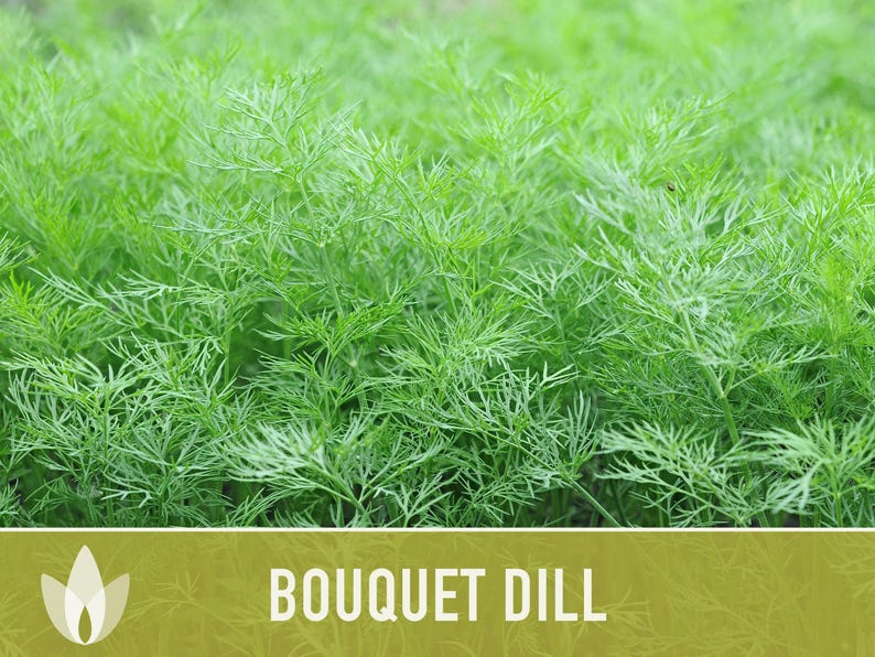 Semillas de eneldo Bouquet Heirloom - No transgénicas, polinización abierta, hierba culinaria imagen 11