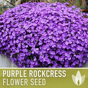 Purple Rockcress Flower Seeds - Heirloom Seeds, Border Plant, Ground Cover, Rock Garden, Pollinator Garden, Open Pollinated, Non-GMO